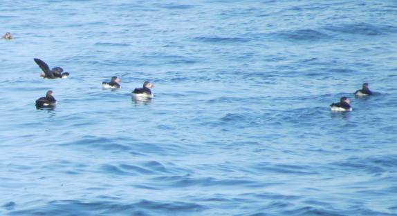Puffins nadam no mar do Acadia National Park, no Maine, nos Estados Unidos